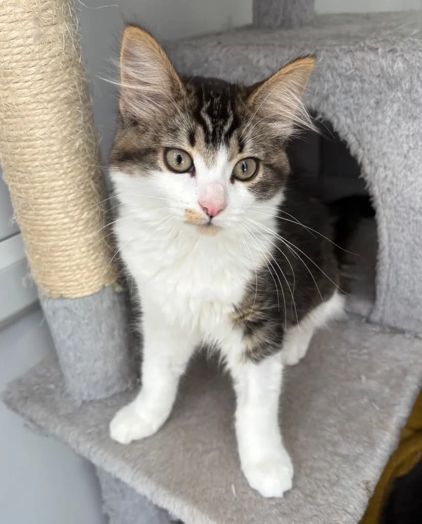 Margot, female puppy Mixed Breed Cat for adoption at RSPCA Coventry and District Branch