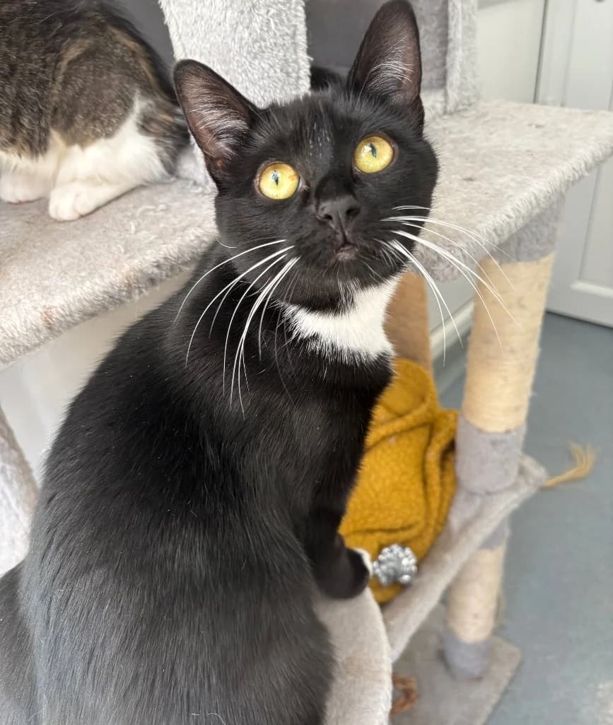 Sheila, female young Mixed Breed Cat for adoption at RSPCA Coventry and District Branch
