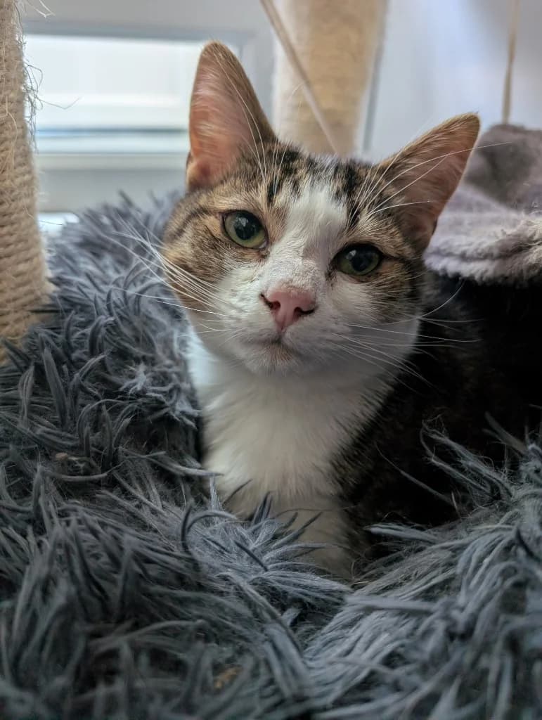 Randy, male young Mixed Breed Cat for adoption at RSPCA Coventry and District Branch