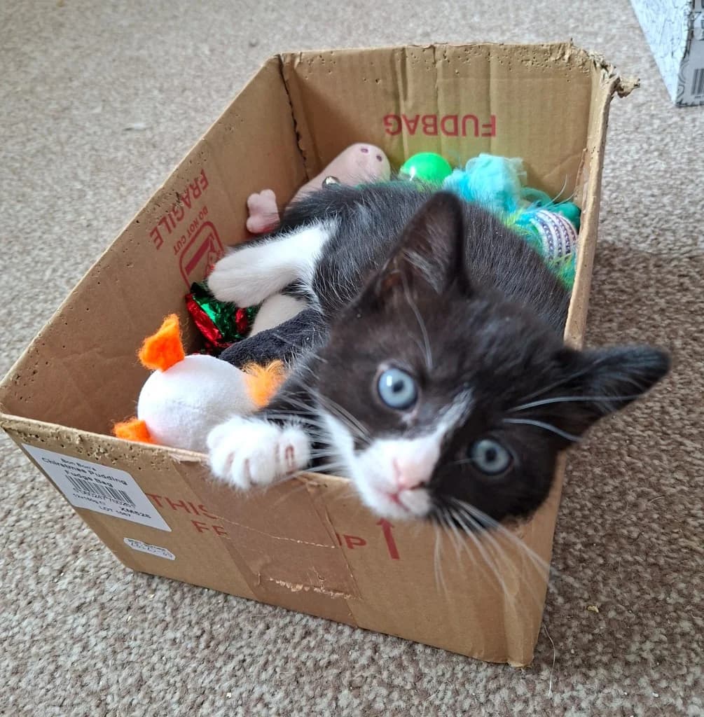 Sky, male puppy Mixed Breed Cat for adoption at RSPCA Coventry and District Branch