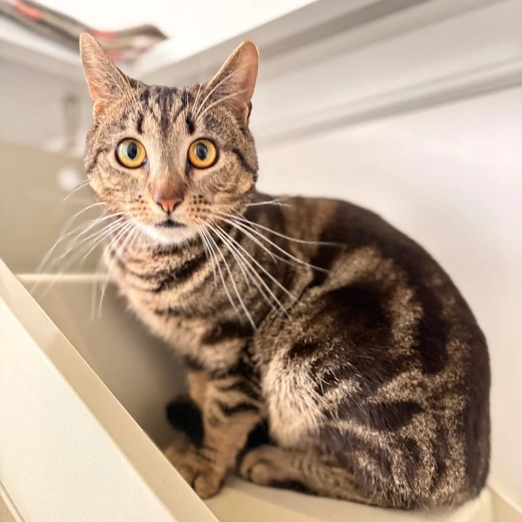 Drac, male young Mixed Breed Cat for adoption at RSPCA Coventry and District Branch