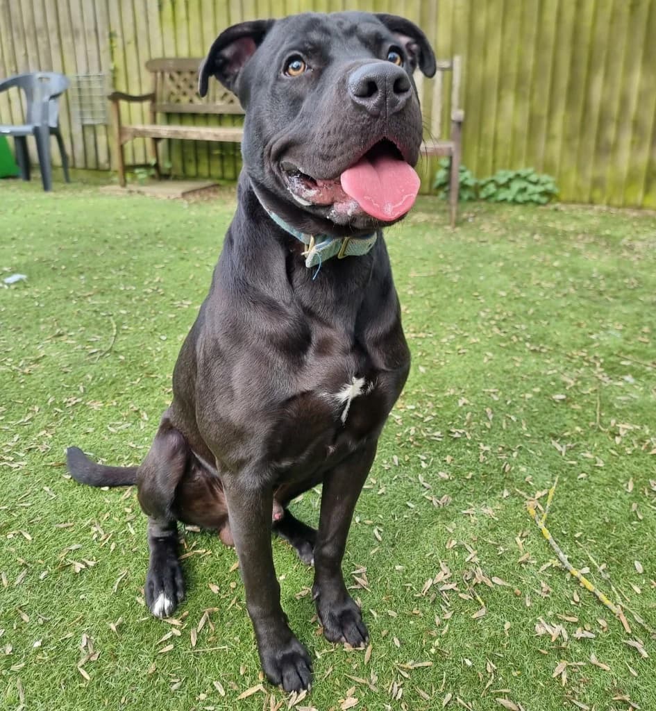 Caesar, male puppy Staffordshire Bull Terrier for adoption at RSPCA Coventry and District Branch