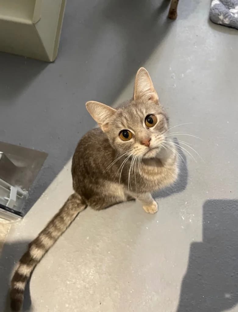 Milo, male young Mixed Breed Cat for adoption at RSPCA Coventry and District Branch
