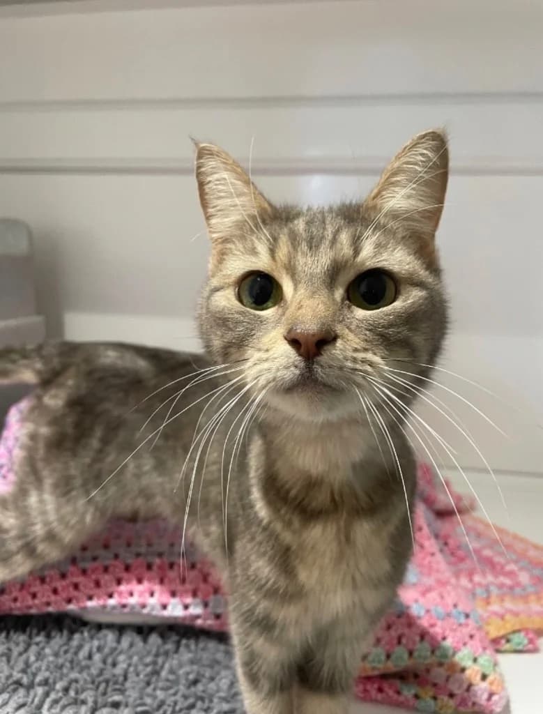 Hope, female young Mixed Breed Cat for adoption at RSPCA Coventry and District Branch