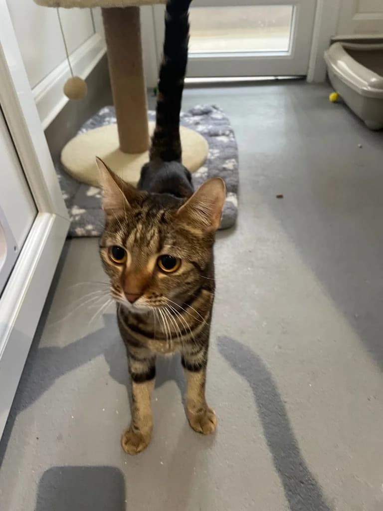 Cali, female Mixed Breed Cat for adoption at RSPCA Coventry and District Branch