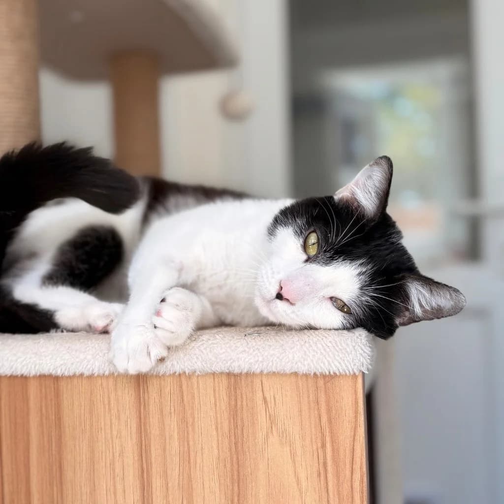 Paul, male young Mixed Breed Cat for adoption at RSPCA Coventry and District Branch