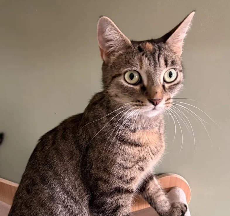 Molly, female 4yo Mixed Breed Cat for adoption at RSPCA Coventry and District Branch