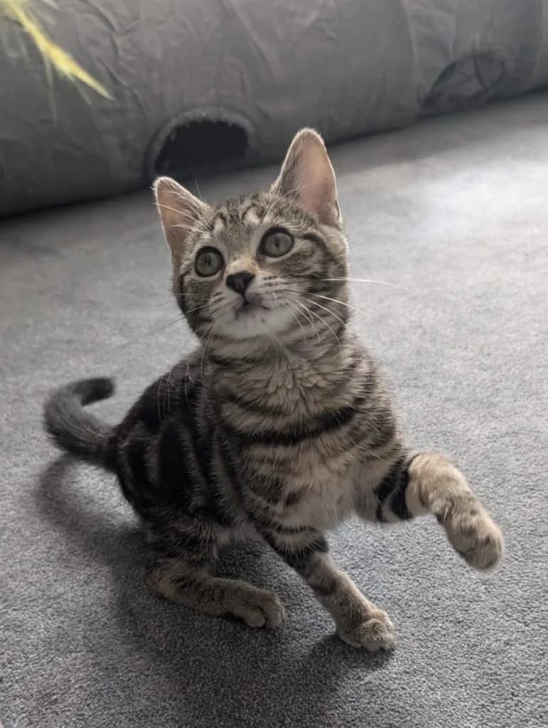 Peggy, female puppy Mixed Breed Cat for adoption at RSPCA Coventry and District Branch