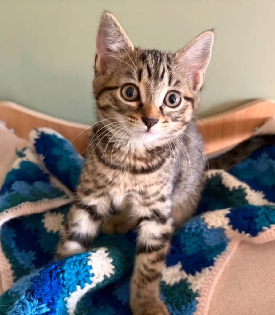 Amelia, female puppy Mixed Breed Cat for adoption at RSPCA Coventry and District Branch