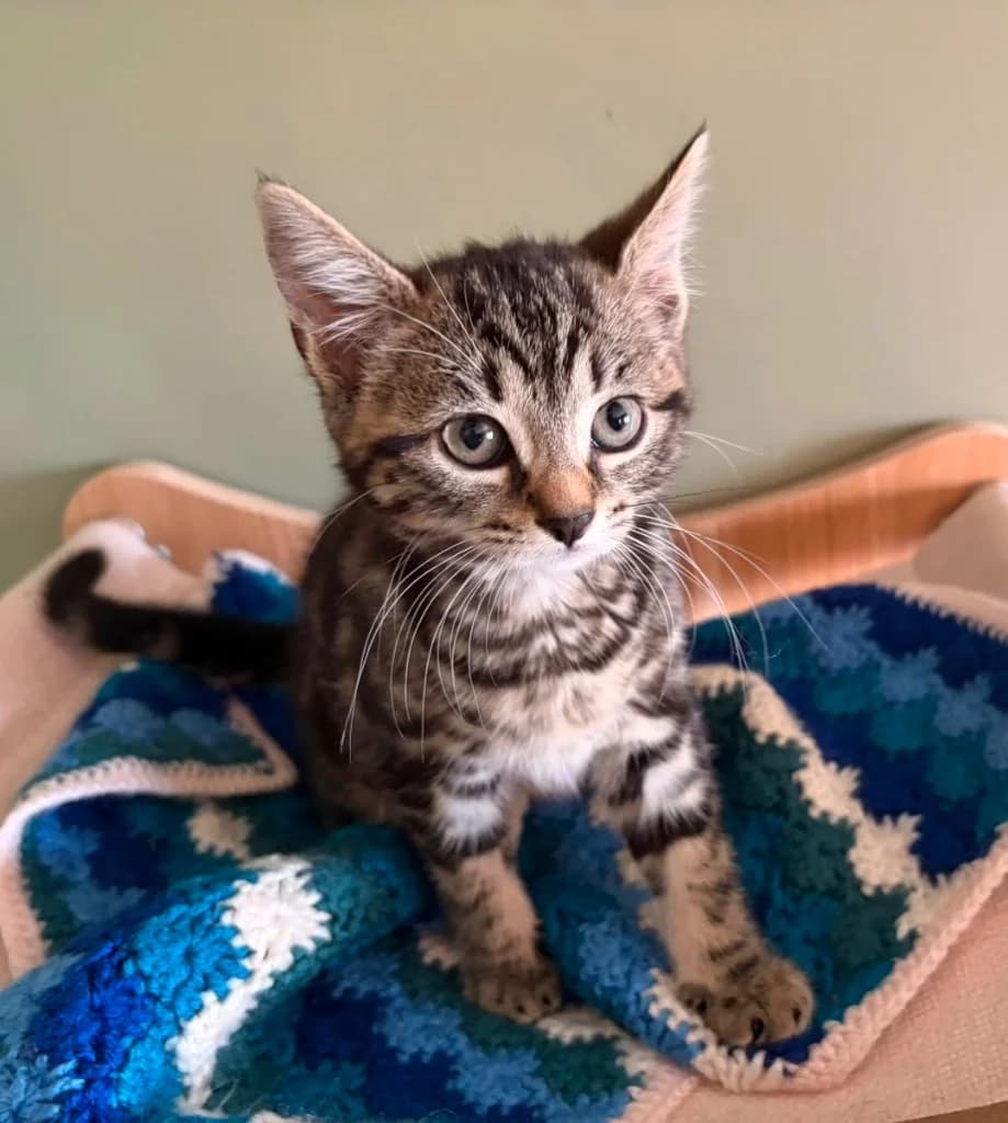 Marie, female puppy Mixed Breed Cat for adoption at RSPCA Coventry and District Branch