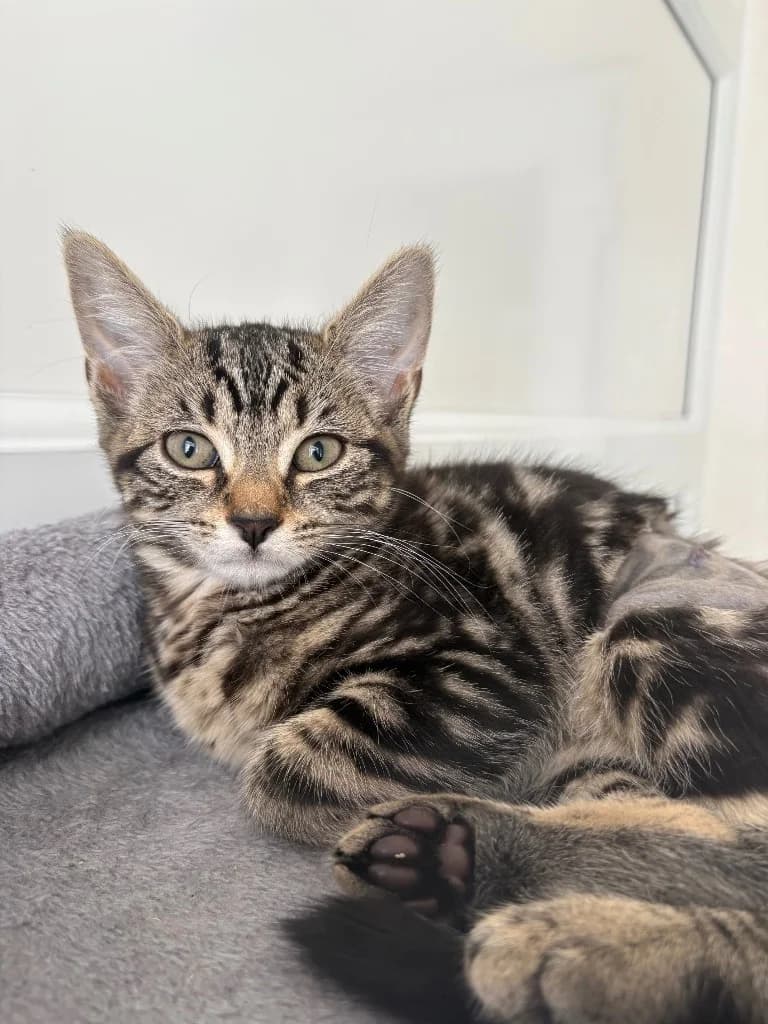 Duchess, female puppy Mixed Breed Cat for adoption at RSPCA Coventry and District Branch