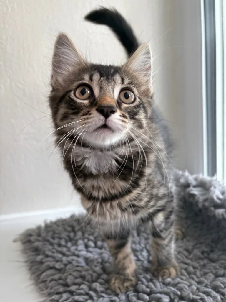 Edgar, male puppy Mixed Breed Cat for adoption at RSPCA Coventry and District Branch