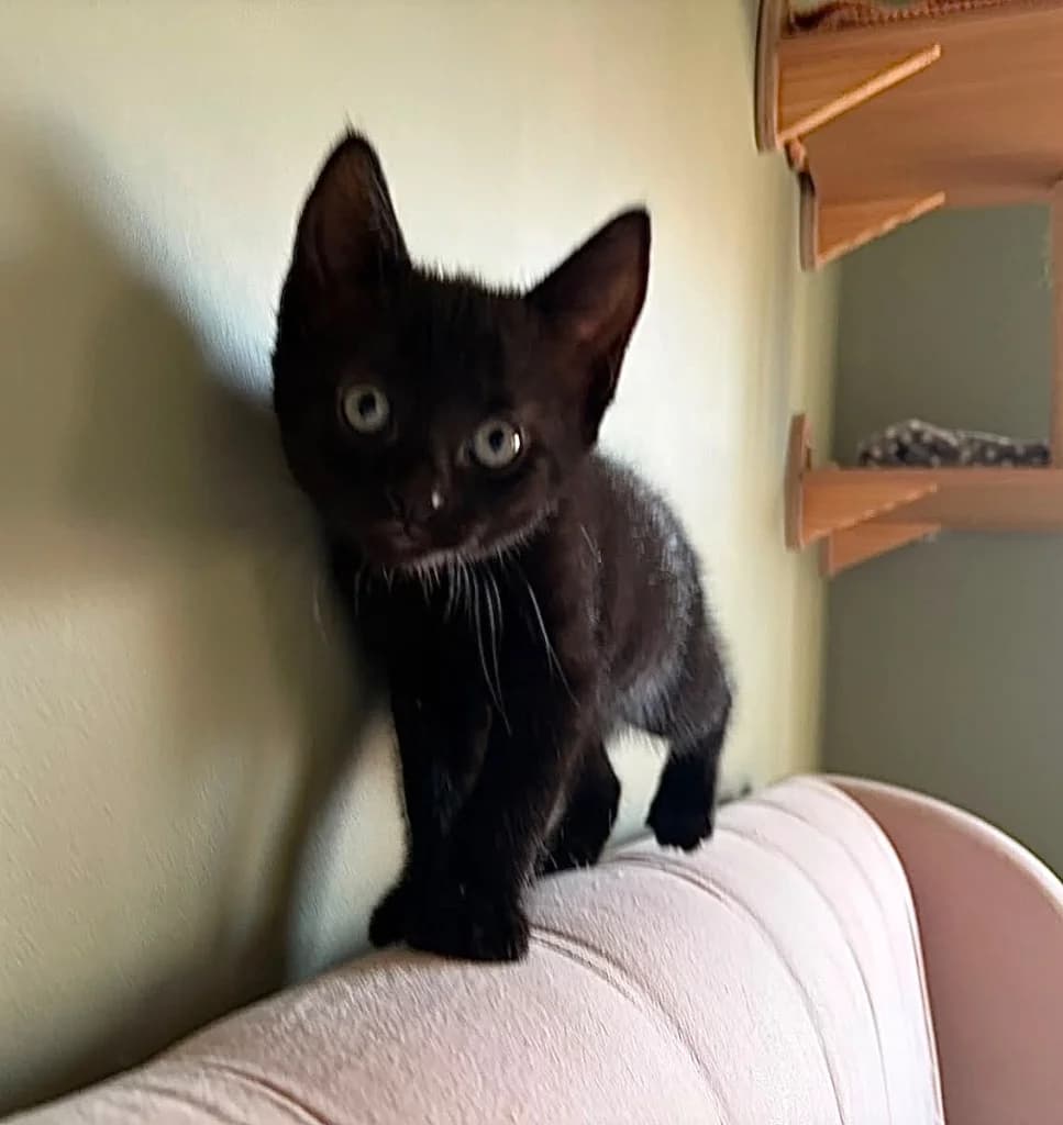 Toulouse, male puppy Mixed Breed Cat for adoption at RSPCA Coventry and District Branch
