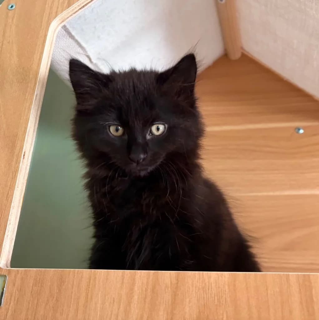 Berloiz, male puppy Mixed Breed Cat for adoption at RSPCA Coventry and District Branch