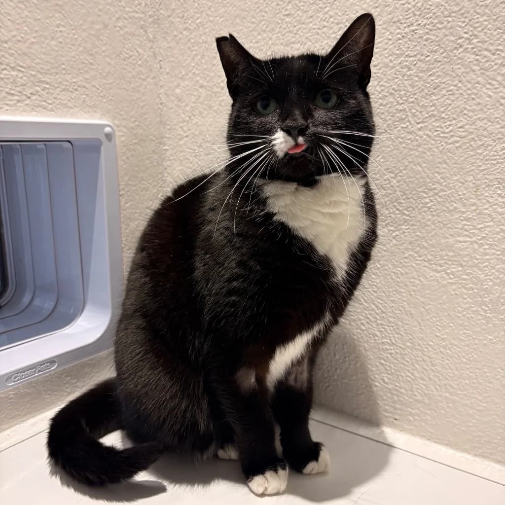 Bear, female 4yo Mixed Breed Cat for adoption at RSPCA Coventry and District Branch