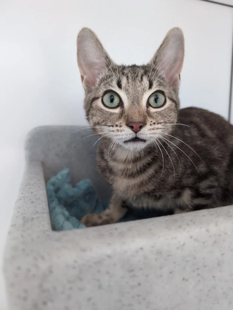 Tom Tom, male young Mixed Breed Cat for adoption at RSPCA Coventry and District Branch