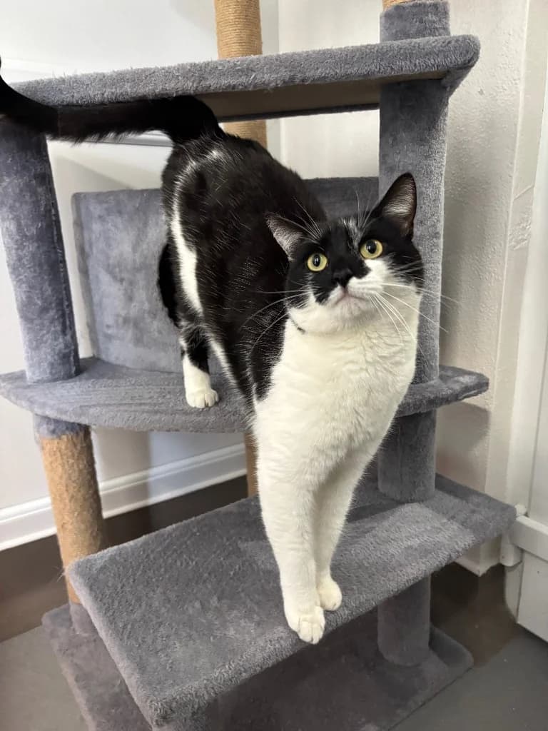 Minnie, female young Mixed Breed Cat for adoption at RSPCA Coventry and District Branch