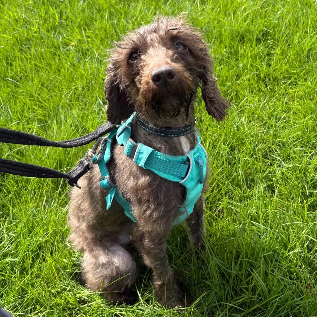 Coco, female young Cockapoo for adoption at RSPCA Coventry and District Branch