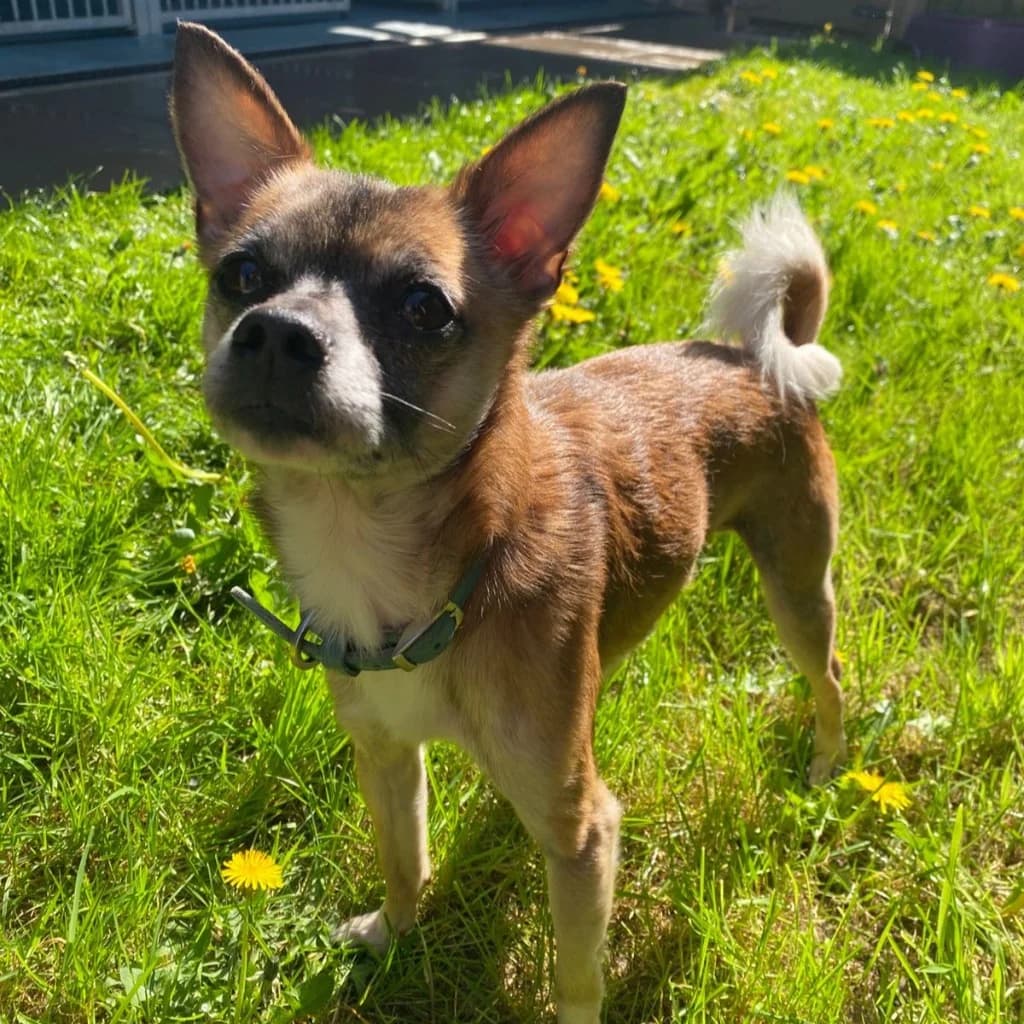 Scrappy, male young Chihuahua for adoption at RSPCA Coventry and District Branch