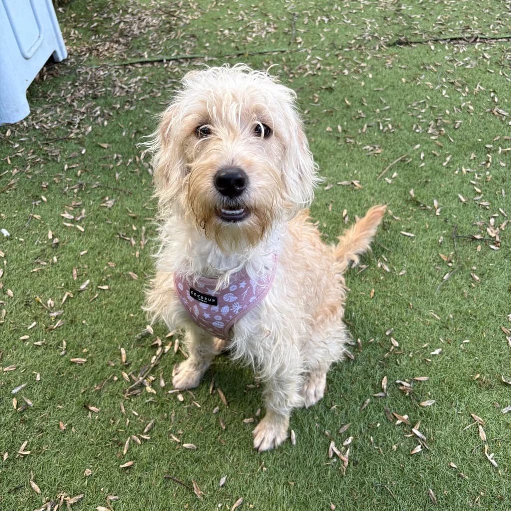 Nova, female puppy Labrador Retriever for adoption at RSPCA Coventry and District Branch