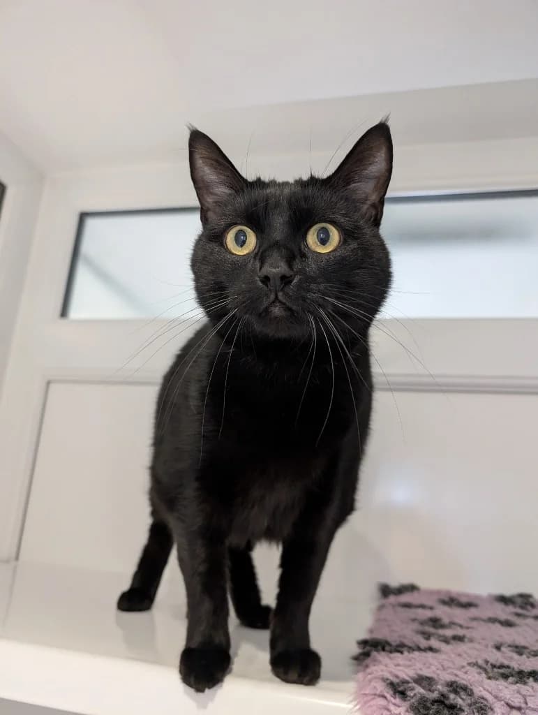 Lolek, female 6yo Mixed Breed Cat for adoption at RSPCA Coventry and District Branch