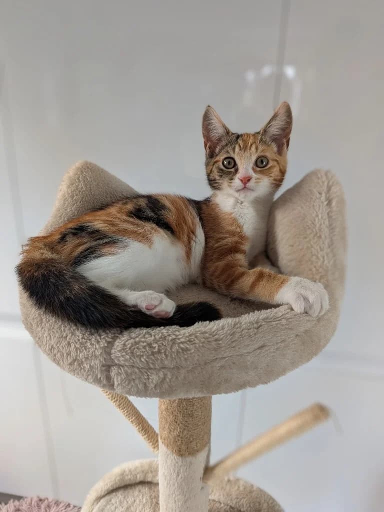 Bobbie, female puppy Mixed Breed Cat for adoption at RSPCA Coventry and District Branch