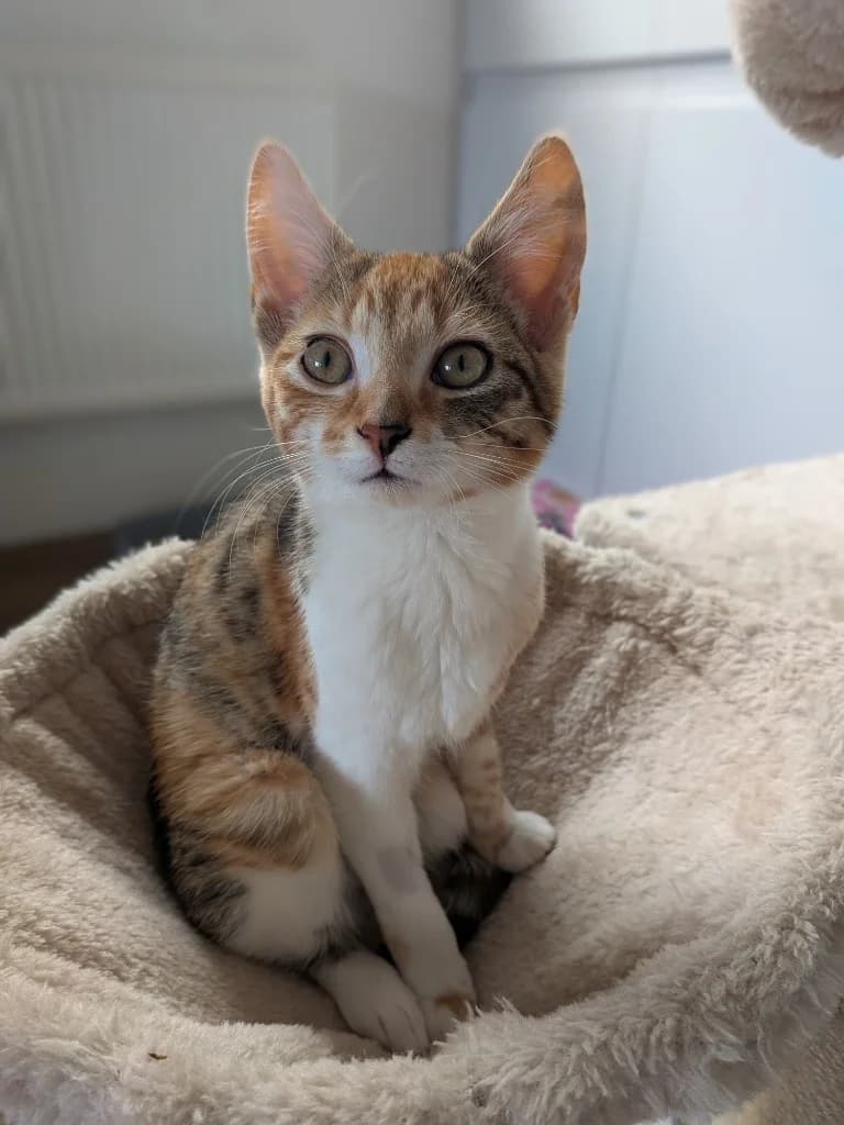 Beau, female puppy Mixed Breed Cat for adoption at RSPCA Coventry and District Branch