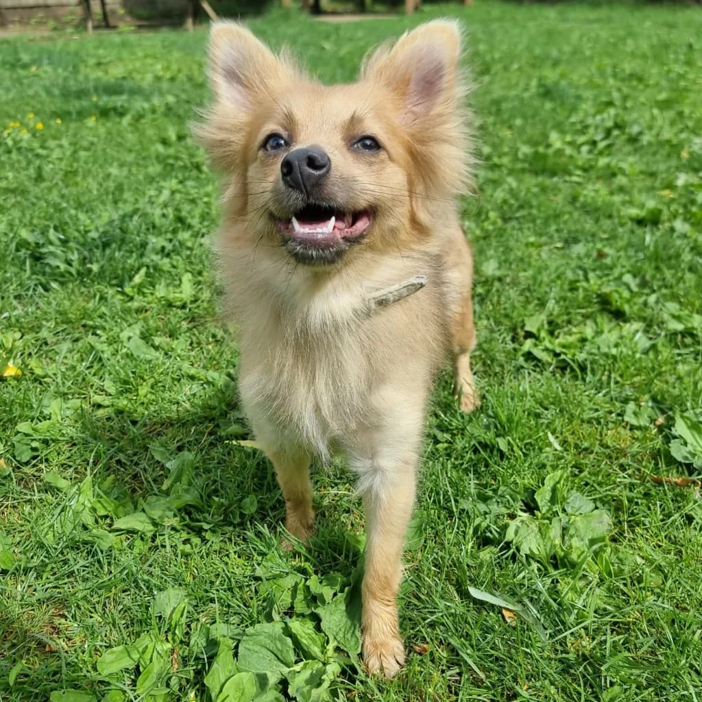 Brandy, female young Mixed Breed for adoption at RSPCA Coventry and District Branch