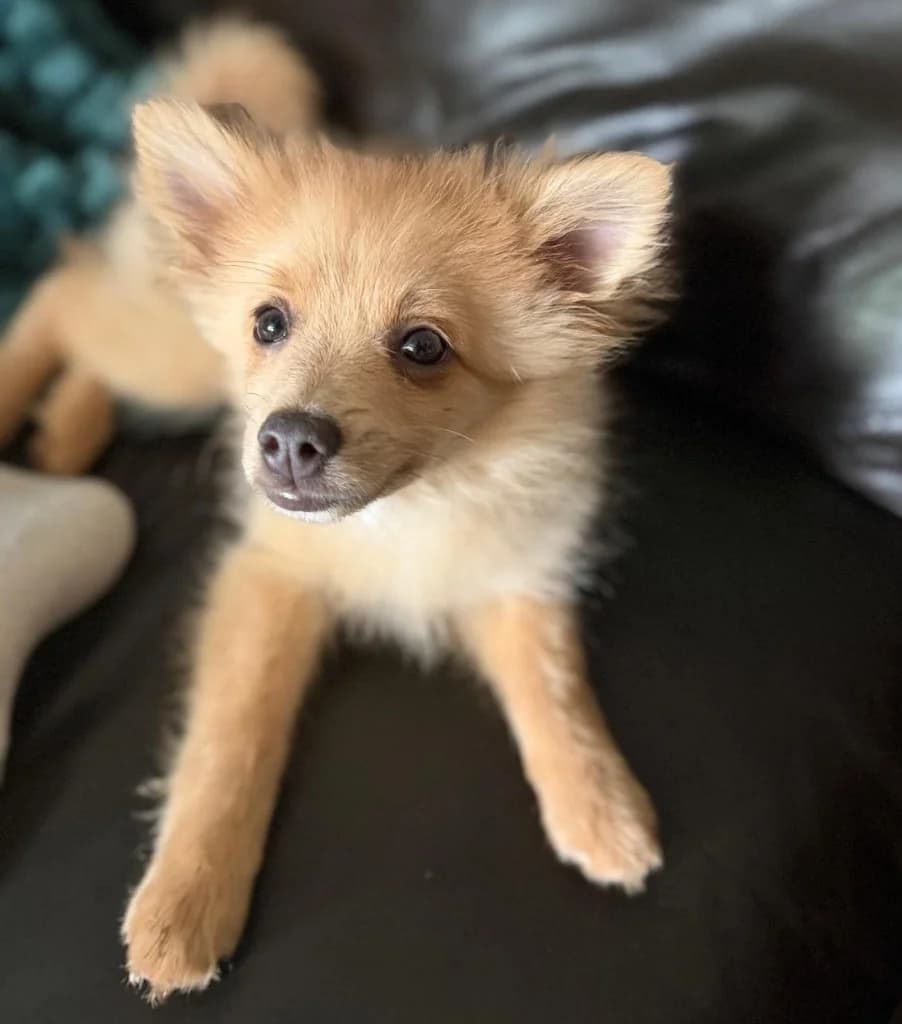 Hazel, female puppy mixed breed for adoption at RSPCA Coventry and District Branch