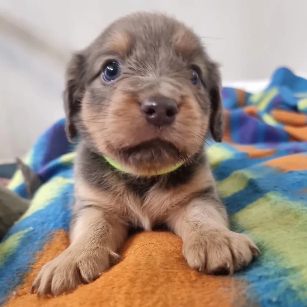 Truffle, male puppy Dachshund for adoption at RSPCA Coventry and District Branch