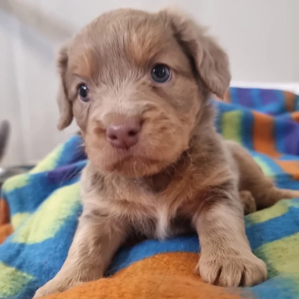 Banoffee, male puppy Dachshund for adoption at RSPCA Coventry and District Branch