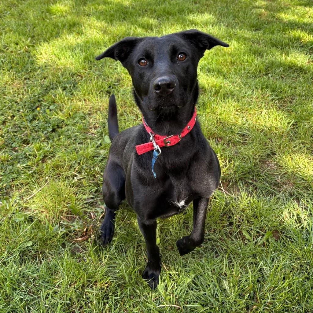 Coco, female young Collie for adoption at RSPCA Coventry and District Branch