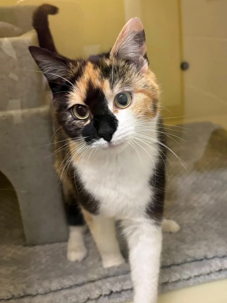 Falina, female puppy Mixed Breed Cat for adoption at RSPCA Coventry and District Branch
