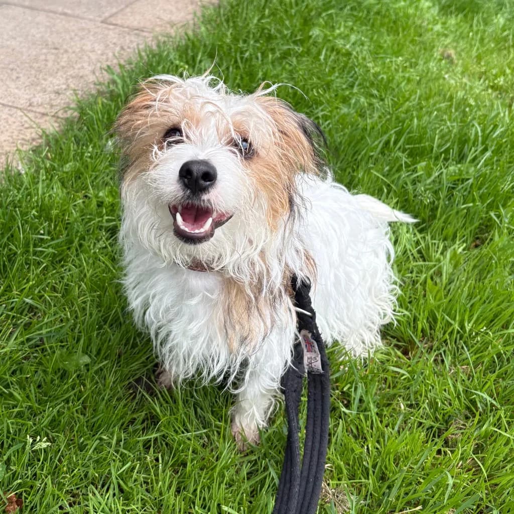 Colin, male puppy Jack Russell Terrier for adoption at RSPCA Coventry and District Branch
