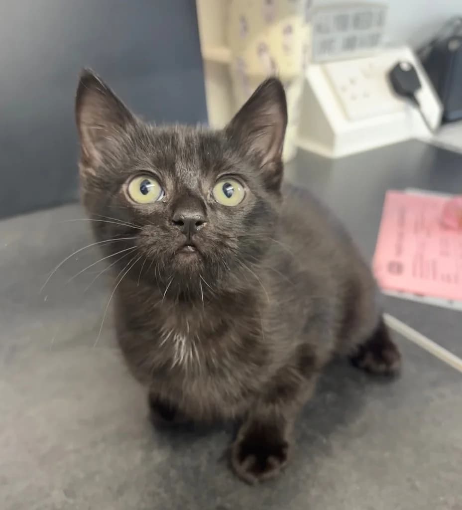 Echo, male puppy Mixed Breed Cat for adoption at RSPCA Coventry and District Branch