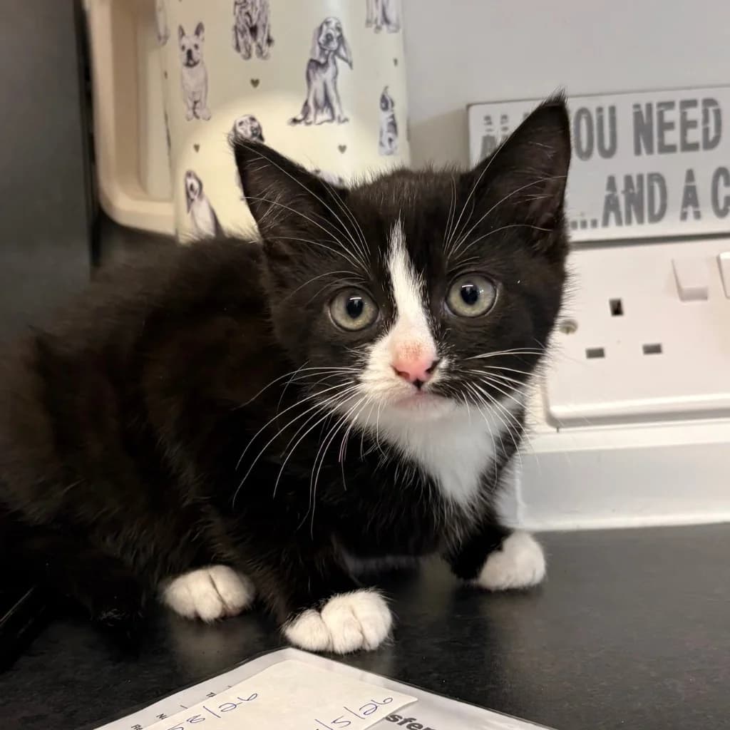 Ivory, female puppy Mixed Breed Cat for adoption at RSPCA Coventry and District Branch