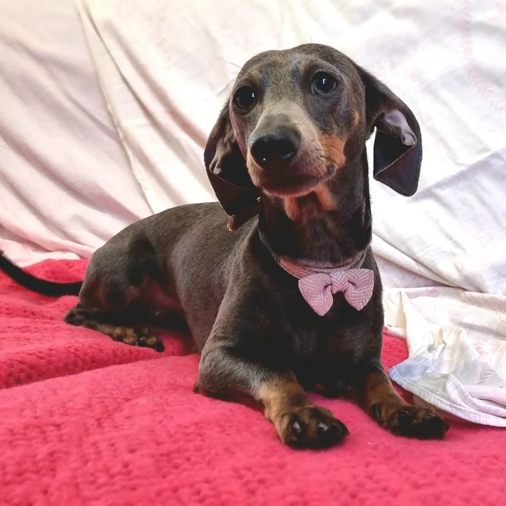 Narla, female 3yo Dachshund for adoption at RSPCA Coventry and District Branch
