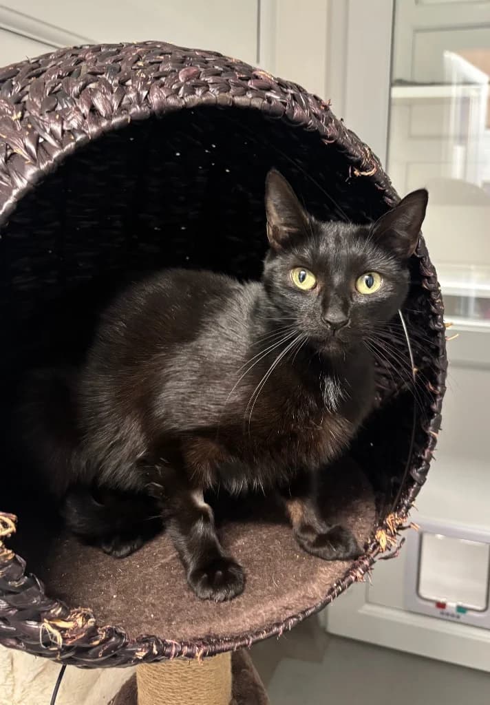 Remy, female young Mixed Breed Cat for adoption at RSPCA Coventry and District Branch