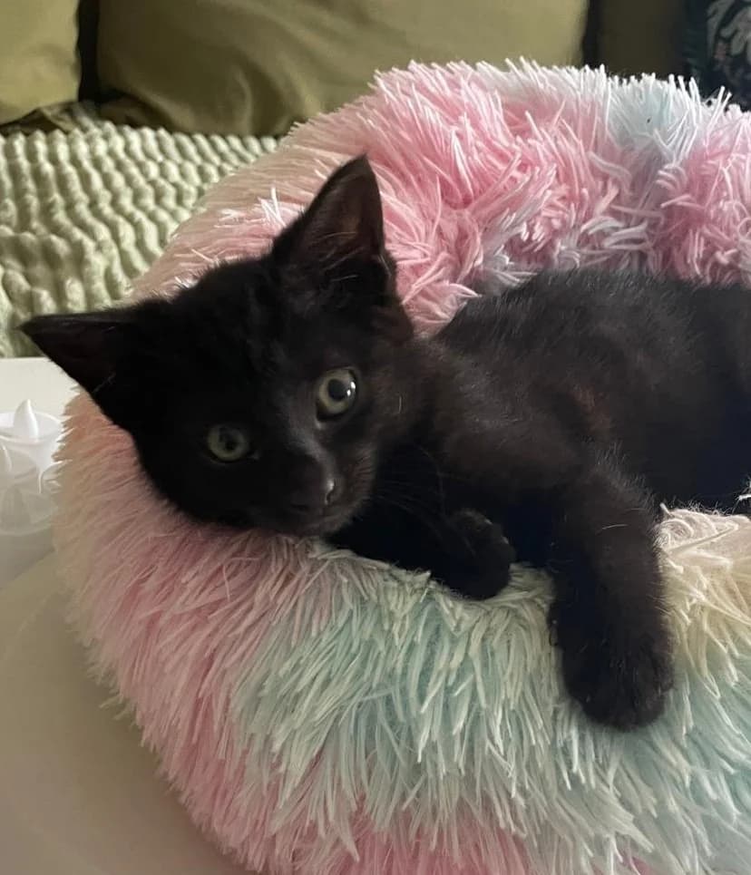 Binx, female puppy Mixed Breed Cat for adoption at RSPCA Coventry and District Branch