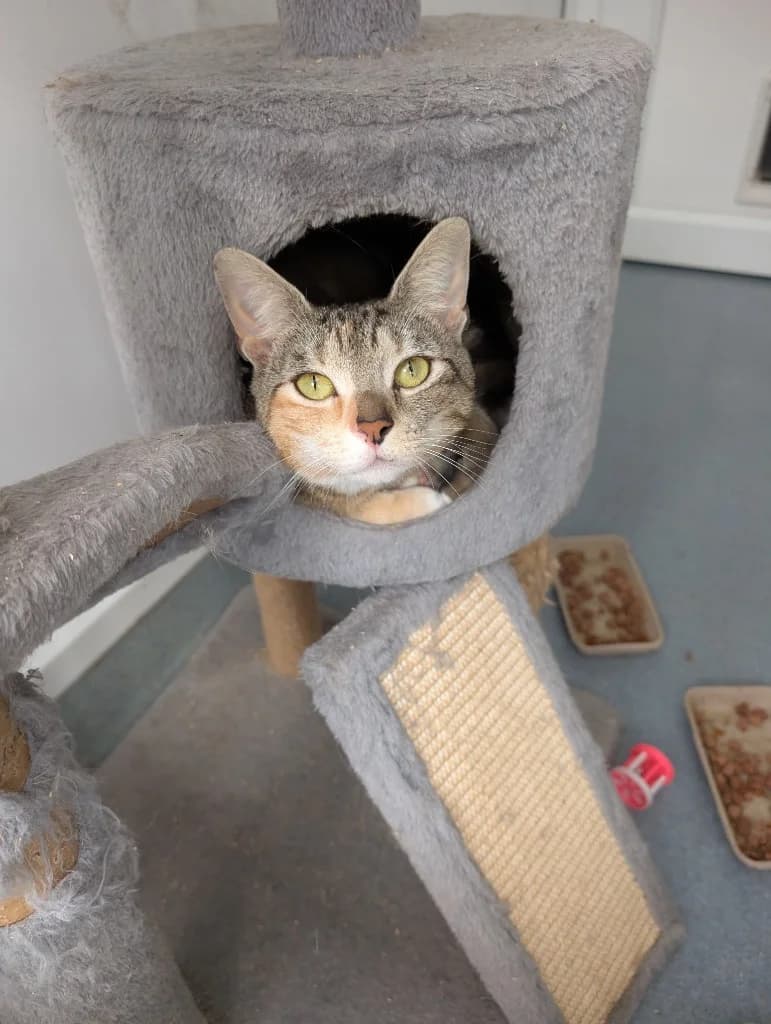 Daisy, female young Mixed Breed Cat for adoption at RSPCA Coventry and District Branch