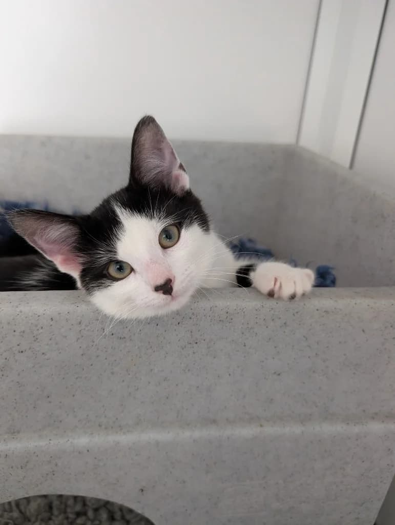 Minnie, female puppy Mixed Breed Cat for adoption at RSPCA Coventry and District Branch