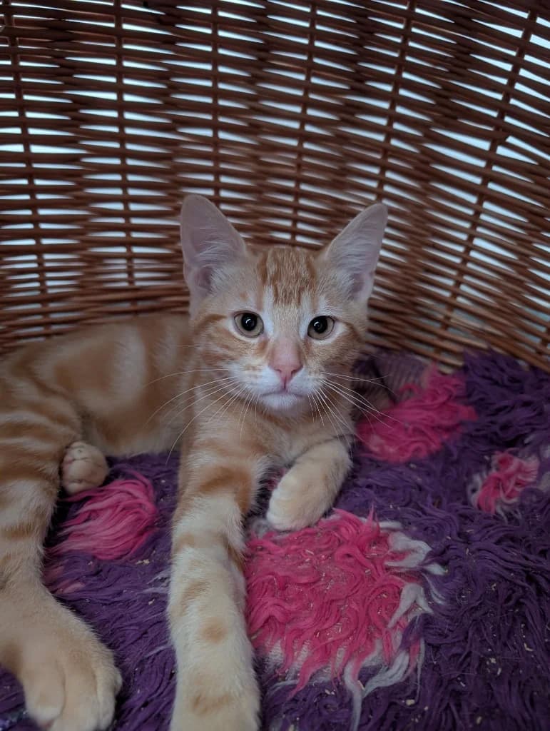 Mickey, male puppy Mixed Breed Cat for adoption at RSPCA Coventry and District Branch