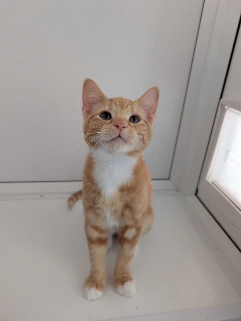 Donald, male puppy Mixed Breed Cat for adoption at RSPCA Coventry and District Branch