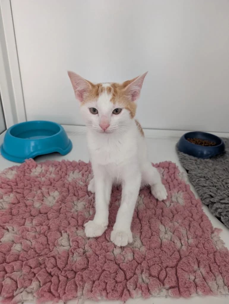 Goofy, male puppy Mixed Breed Cat for adoption at RSPCA Coventry and District Branch
