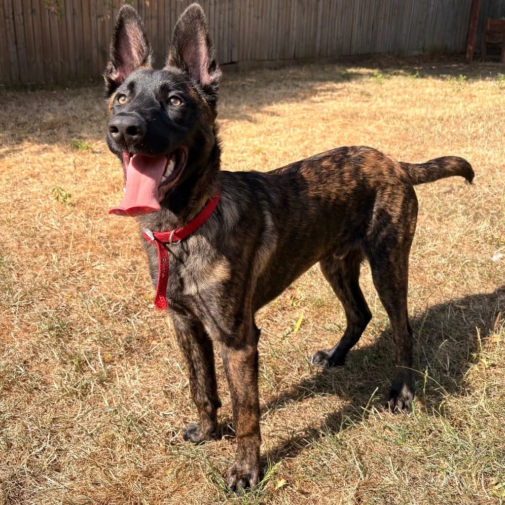 Billy, male puppy Dutch Shepherd for adoption at RSPCA Coventry and District Branch