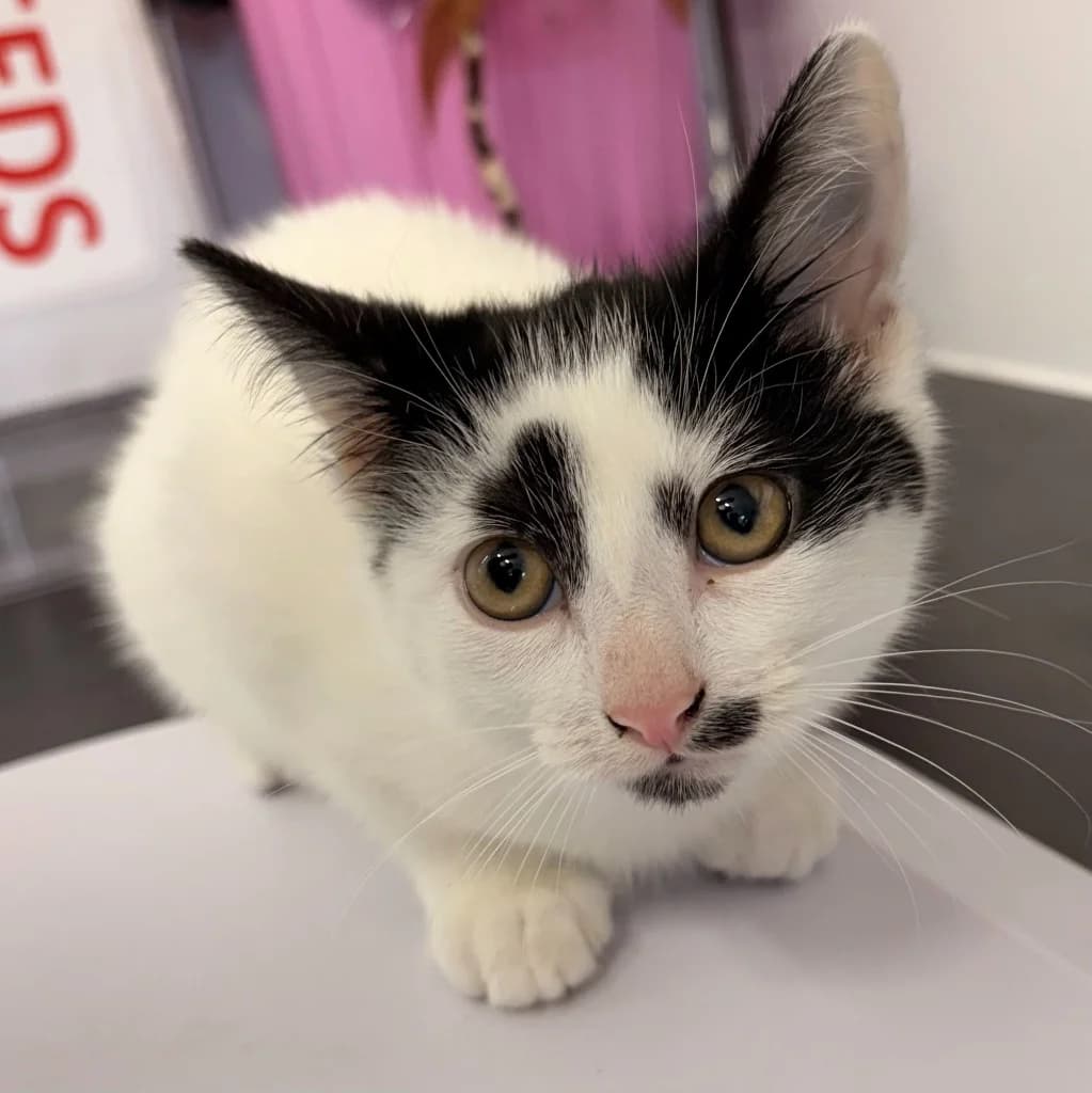 Janice, female puppy Mixed Breed Cat for adoption at RSPCA Coventry and District Branch