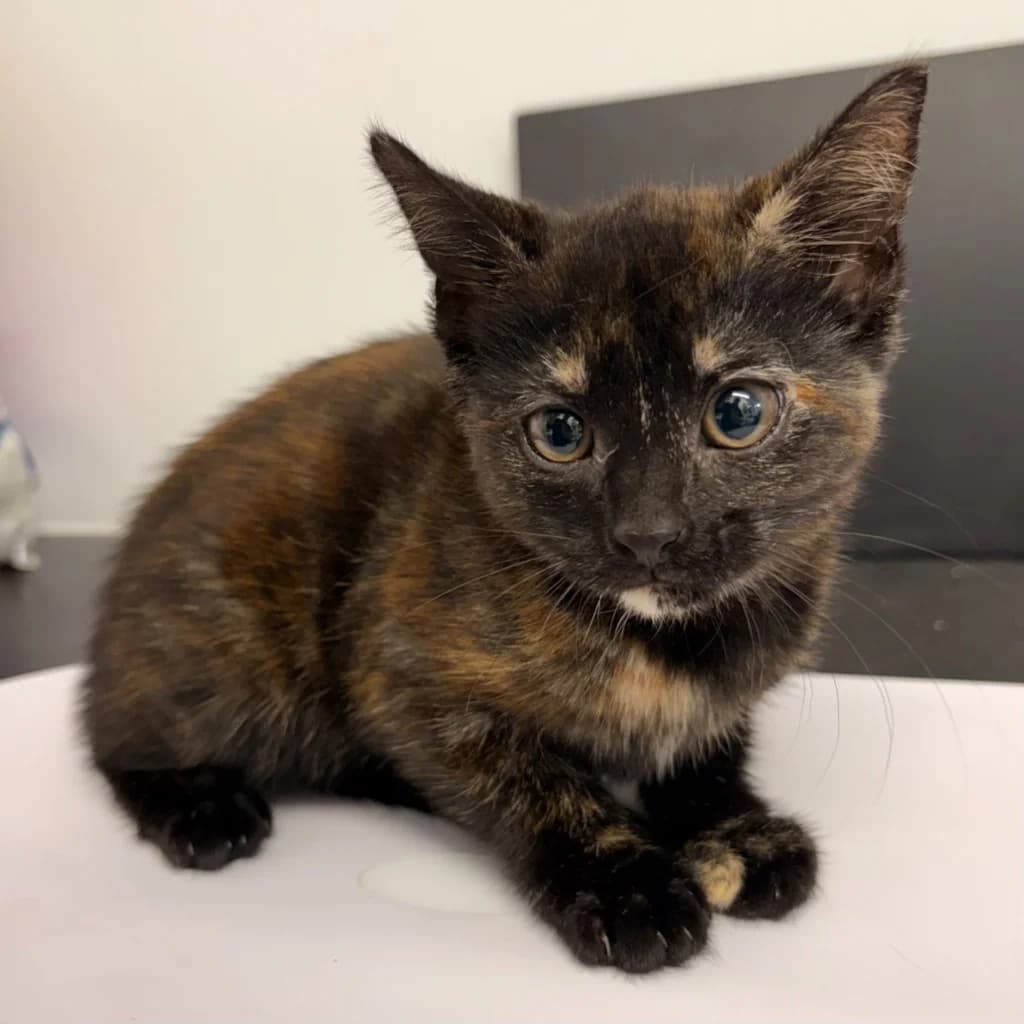Bonnie, female puppy Mixed Breed Cat for adoption at RSPCA Coventry and District Branch