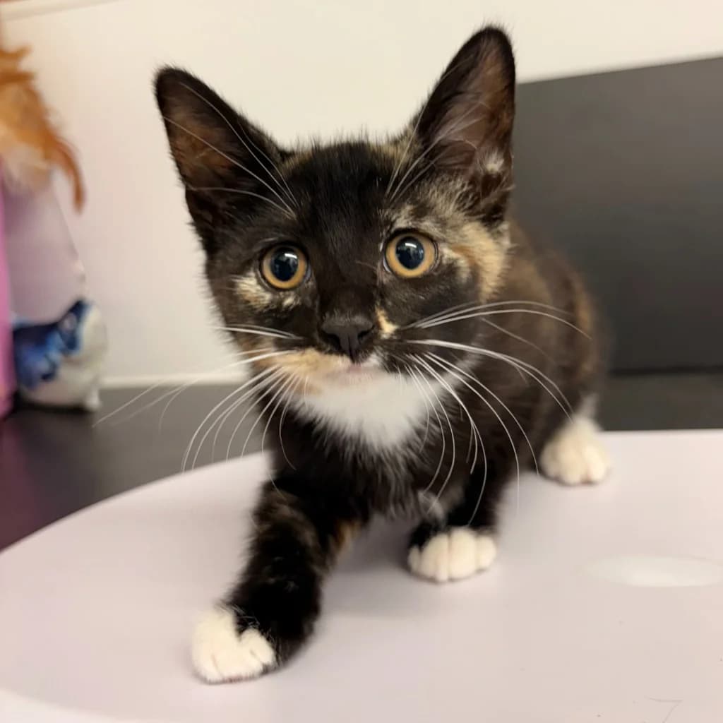 Beverley, female puppy Mixed Breed Cat for adoption at RSPCA Coventry and District Branch