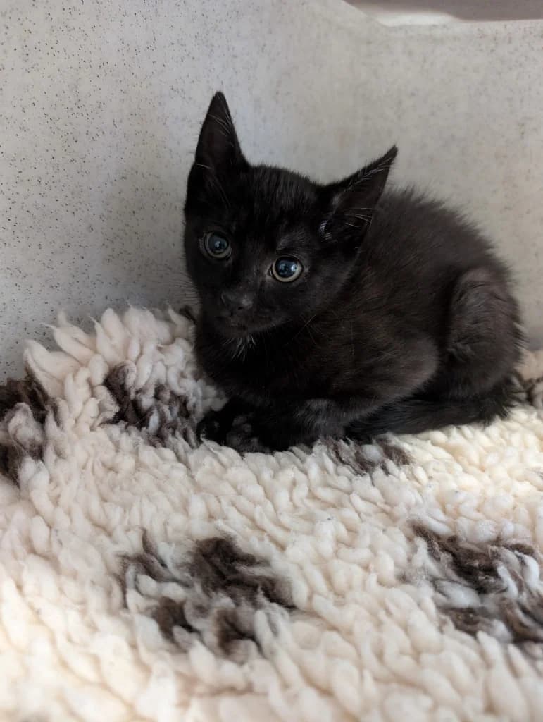 Dusk, male puppy Mixed Breed Cat for adoption at RSPCA Coventry and District Branch