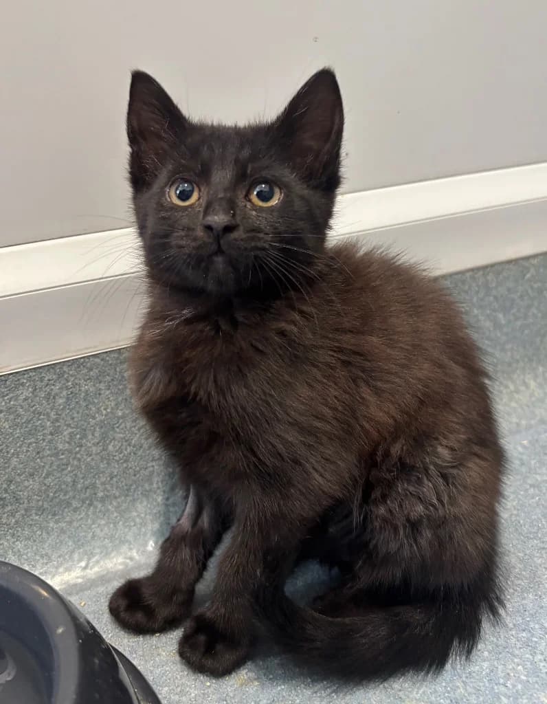 Coal, male puppy Mixed Breed Cat for adoption at RSPCA Coventry and District Branch